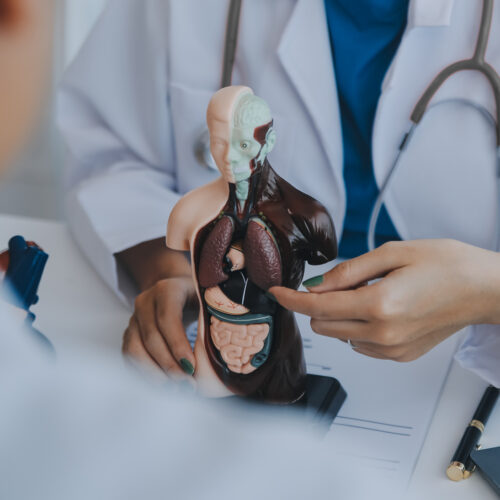 الجهاز الهضمي والكبد